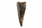 Theropod (Richardoestesia?) Tooth - Montana #98308-1
